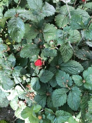 Potentilla indica