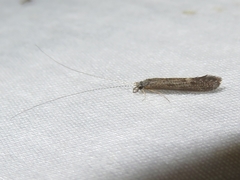 Leptocerus americanus