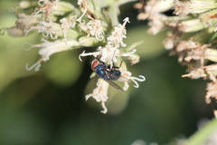 Lucilia eximia