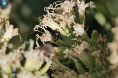 Horciasinus argentinus