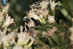 Horciasinus argentinus