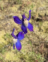Delphinium sutherlandii