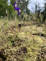 Delphinium sutherlandii