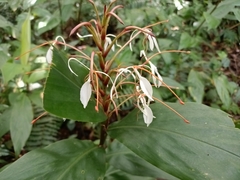 Hedychium roxburghii