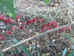 Metarungia pubinervia