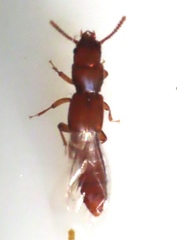 Osoriinae