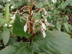 Hedychium roxburghii