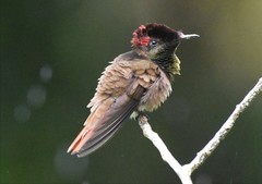 Chrysolampis mosquitus