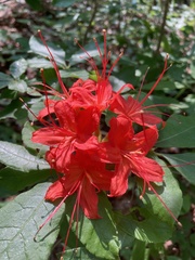 Rhododendron cumberlandense