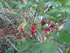 Metarungia pubinervia