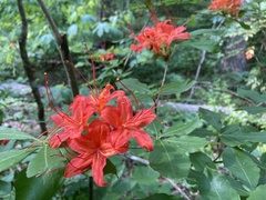 Rhododendron cumberlandense