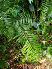 Goniophlebium persicifolium