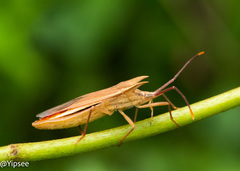 Fracastorius cornutus