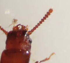 Osoriinae