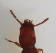 Osoriinae