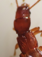 Osoriinae