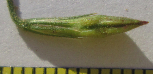 Dicliptera paniculata image