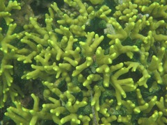 Porites cylindrica