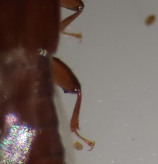 Osoriinae