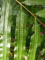 Goniophlebium persicifolium