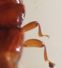 Osoriinae