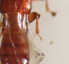 Osoriinae
