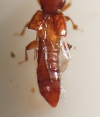 Osoriinae