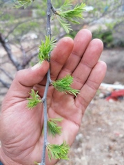 Bursera morelensis