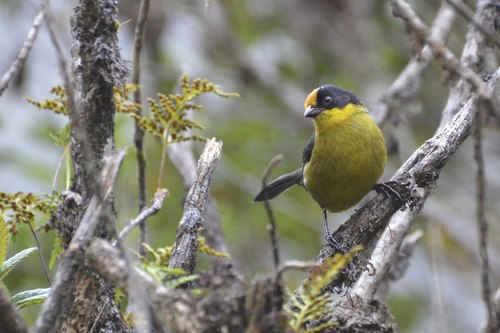 Pale-naped Brushfinch (Atlapetes pallidinucha), photo 10