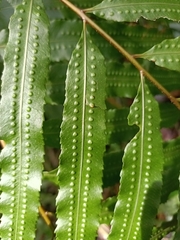 Goniophlebium persicifolium