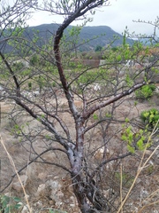 Bursera morelensis