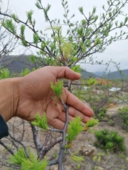 Bursera morelensis