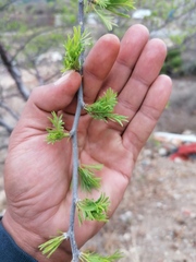 Bursera morelensis