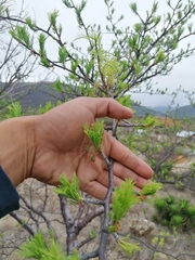Bursera morelensis