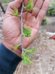 Bursera morelensis