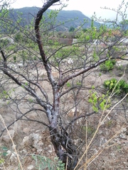 Bursera morelensis
