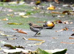 Turdus albicollis