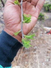 Bursera morelensis