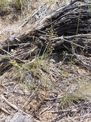 Cleomella parviflora