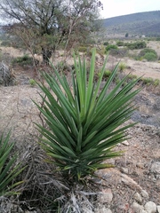 Agave karwinskii