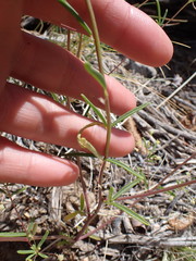 Cleomella parviflora