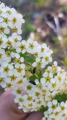 Spiraea flexuosa