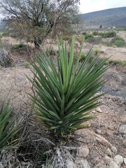 Agave karwinskii