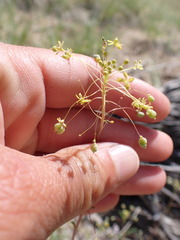 Cleomella parviflora