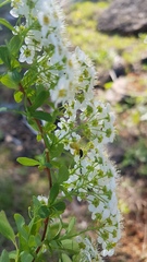 Spiraea flexuosa