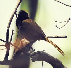 Pipilo maculatus × ocai