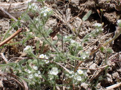 Plagiobothrys parishii