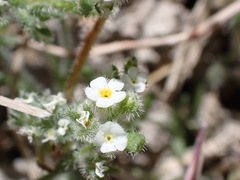 Plagiobothrys parishii