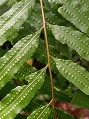 Goniophlebium persicifolium