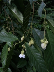 Saurauia